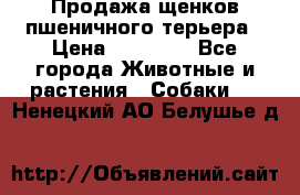 Продажа щенков пшеничного терьера › Цена ­ 30 000 - Все города Животные и растения » Собаки   . Ненецкий АО,Белушье д.